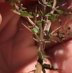 Bursaria spinosa subsp. lasiophylla at Cotter River, ACT - 4 Oct 2021 02:12 PM