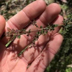 Bursaria spinosa subsp. lasiophylla at Cotter River, ACT - 4 Oct 2021 02:12 PM