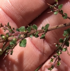 Bursaria spinosa subsp. lasiophylla at Cotter River, ACT - 4 Oct 2021 02:12 PM