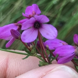 Tetratheca bauerifolia at Cotter River, ACT - 4 Oct 2021 11:59 AM