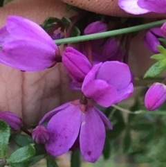 Tetratheca bauerifolia at Cotter River, ACT - 4 Oct 2021