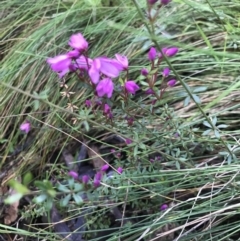 Tetratheca bauerifolia at Cotter River, ACT - 4 Oct 2021 11:59 AM