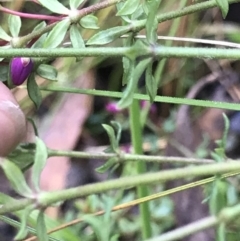 Tetratheca bauerifolia at Cotter River, ACT - 4 Oct 2021 11:59 AM