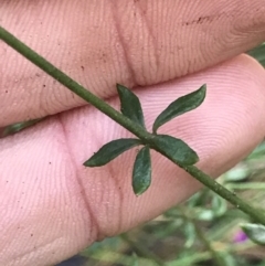 Tetratheca bauerifolia at Cotter River, ACT - 4 Oct 2021 11:59 AM