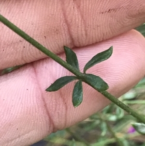 Tetratheca bauerifolia at Cotter River, ACT - 4 Oct 2021 11:59 AM