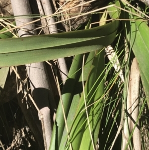 Dianella tasmanica at Cotter River, ACT - 4 Oct 2021 12:24 PM