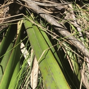 Dianella tasmanica at Cotter River, ACT - 4 Oct 2021 12:24 PM