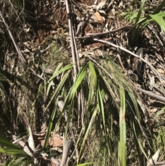 Dianella tasmanica at Cotter River, ACT - 4 Oct 2021 12:24 PM