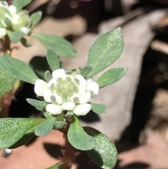 Poranthera microphylla (Small Poranthera) at Lower Cotter Catchment - 4 Oct 2021 by MattFox