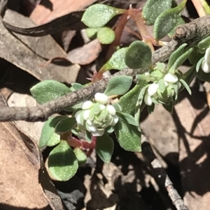 Poranthera microphylla at Cotter River, ACT - 4 Oct 2021