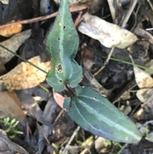 Clematis aristata at Cotter River, ACT - 4 Oct 2021 12:25 PM