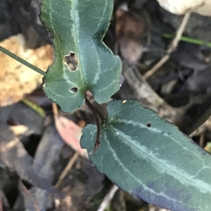 Clematis aristata at Cotter River, ACT - 4 Oct 2021