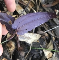 Clematis aristata at Cotter River, ACT - 4 Oct 2021