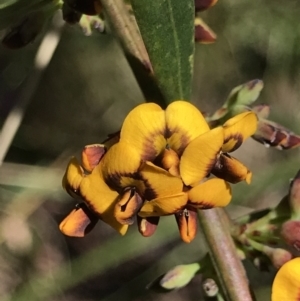 Daviesia mimosoides at Cotter River, ACT - 4 Oct 2021