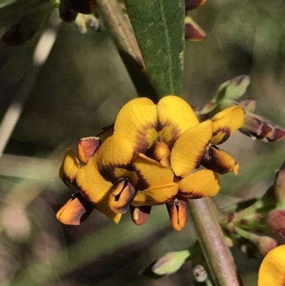 Daviesia mimosoides (Bitter Pea) at Lower Cotter Catchment - 4 Oct 2021 by MattFox