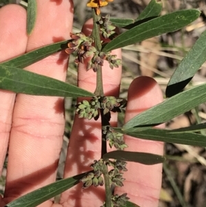 Daviesia mimosoides at Cotter River, ACT - 4 Oct 2021 01:56 PM