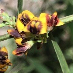 Daviesia mimosoides at Cotter River, ACT - 4 Oct 2021 01:56 PM