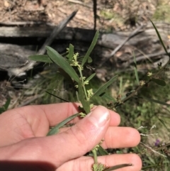 Daviesia mimosoides at Cotter River, ACT - 4 Oct 2021 01:56 PM