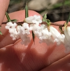 Leucopogon fletcheri subsp. brevisepalus (Twin Flower Beard-Heath) at Cotter River, ACT - 4 Oct 2021 by MattFox