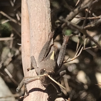 Rhitzala modesta (Short winged heath grasshopper) at Cotter River, ACT - 4 Oct 2021 by MattFox