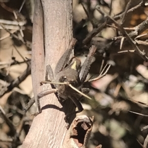 Rhitzala modesta at Cotter River, ACT - 4 Oct 2021