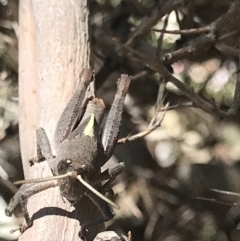 Rhitzala modesta at Cotter River, ACT - 4 Oct 2021 01:22 PM