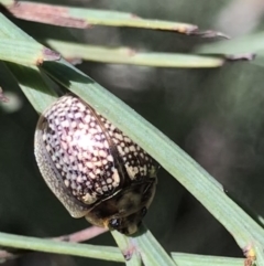 Paropsisterna decolorata (A Eucalyptus leaf beetle) at Lower Cotter Catchment - 4 Oct 2021 by MattFox