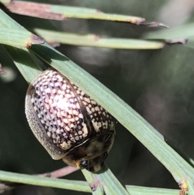 Paropsisterna decolorata (A Eucalyptus leaf beetle) at Cotter River, ACT - 4 Oct 2021 by MattFox