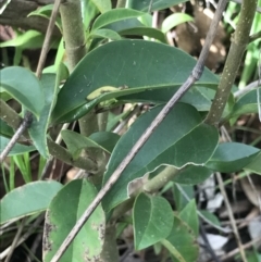 Ligustrum lucidum (Large-leaved Privet) at Holt, ACT - 3 Oct 2021 by MattFox