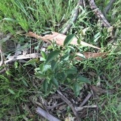 Ligustrum lucidum at Holt, ACT - 3 Oct 2021 04:43 PM