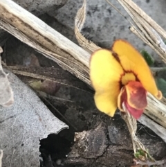 Bossiaea buxifolia (Matted Bossiaea) at Cook, ACT - 21 Sep 2021 by MattFox