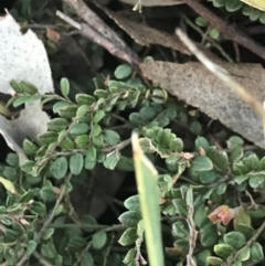 Bossiaea buxifolia at Cook, ACT - 21 Sep 2021 04:43 PM