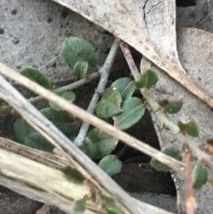 Bossiaea buxifolia at Cook, ACT - 21 Sep 2021 04:43 PM