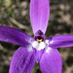 Glossodia major (Wax Lip Orchid) at Holt, ACT - 19 Sep 2021 by MattFox