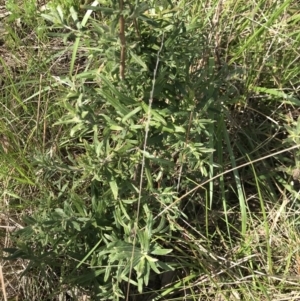 Billardiera scandens at Aranda, ACT - 19 Sep 2021