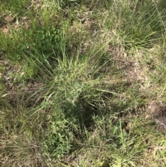 Billardiera scandens at Aranda, ACT - 19 Sep 2021