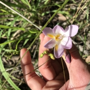 Freesia leichtlinii subsp. leichtlinii x Freesia leichtlinii subsp. alba at Aranda, ACT - 19 Sep 2021 12:46 PM