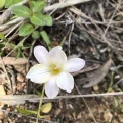 Freesia leichtlinii subsp. leichtlinii x Freesia leichtlinii subsp. alba at Aranda, ACT - 19 Sep 2021 12:46 PM