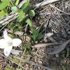 Freesia leichtlinii subsp. leichtlinii x Freesia leichtlinii subsp. alba at Aranda, ACT - 19 Sep 2021 12:46 PM