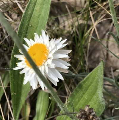 Leucochrysum albicans subsp. tricolor (Hoary Sunray) at Aranda, ACT - 19 Sep 2021 by MattFox