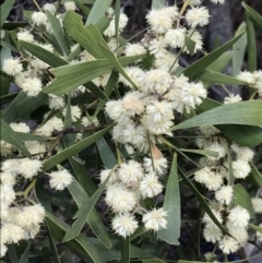 Acacia melanoxylon (Blackwood) at Bruce Ridge to Gossan Hill - 19 Sep 2021 by MattFox