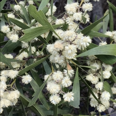 Acacia melanoxylon (Blackwood) at Flea Bog Flat, Bruce - 19 Sep 2021 by MattFox