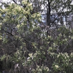 Acacia melanoxylon at Bruce, ACT - 19 Sep 2021 12:29 PM