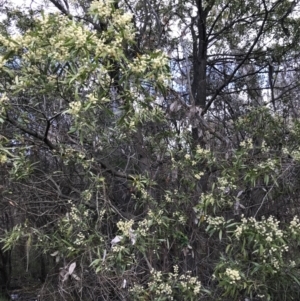 Acacia melanoxylon at Bruce, ACT - 19 Sep 2021