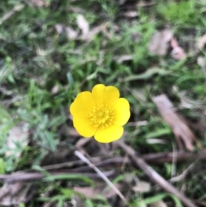 Ranunculus lappaceus at Holt, ACT - 3 Oct 2021