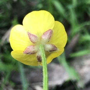 Ranunculus lappaceus at Holt, ACT - 3 Oct 2021