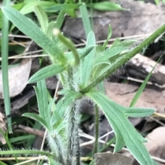 Ranunculus lappaceus at Holt, ACT - 3 Oct 2021