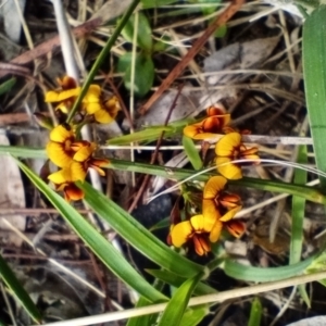 Daviesia leptophylla/mimosoides at Corang, NSW - 5 Oct 2021