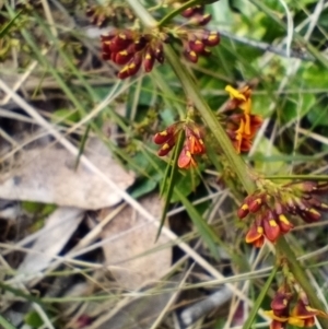 Daviesia leptophylla at Corang, NSW - 5 Oct 2021 10:22 AM