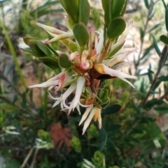 Brachyloma daphnoides (Daphne Heath) at Corang, NSW - 4 Oct 2021 by LeonieWood